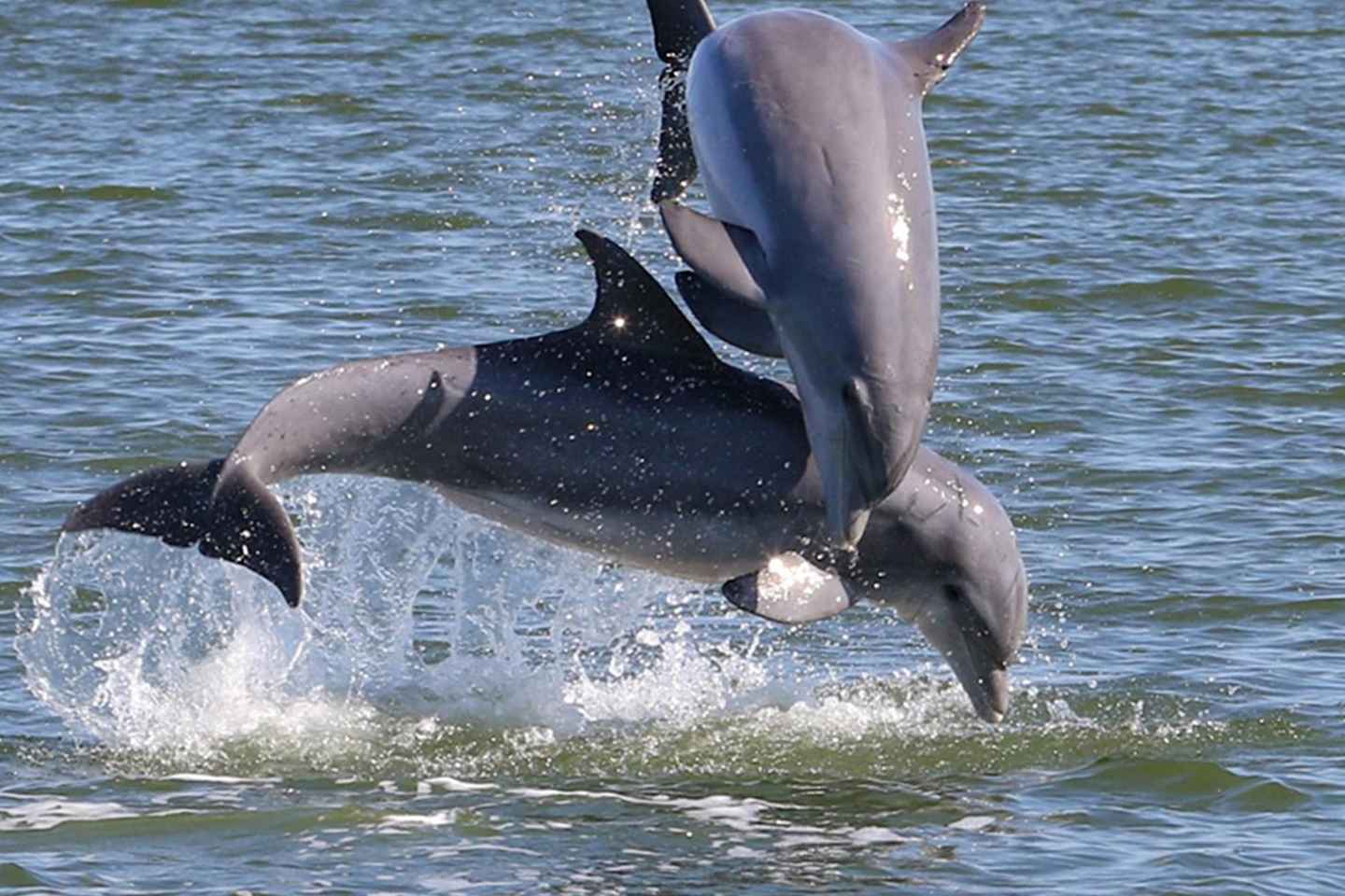 Cocoa Beach: Private 2-Hour Dolphin Sightseeing Tour thumbnail