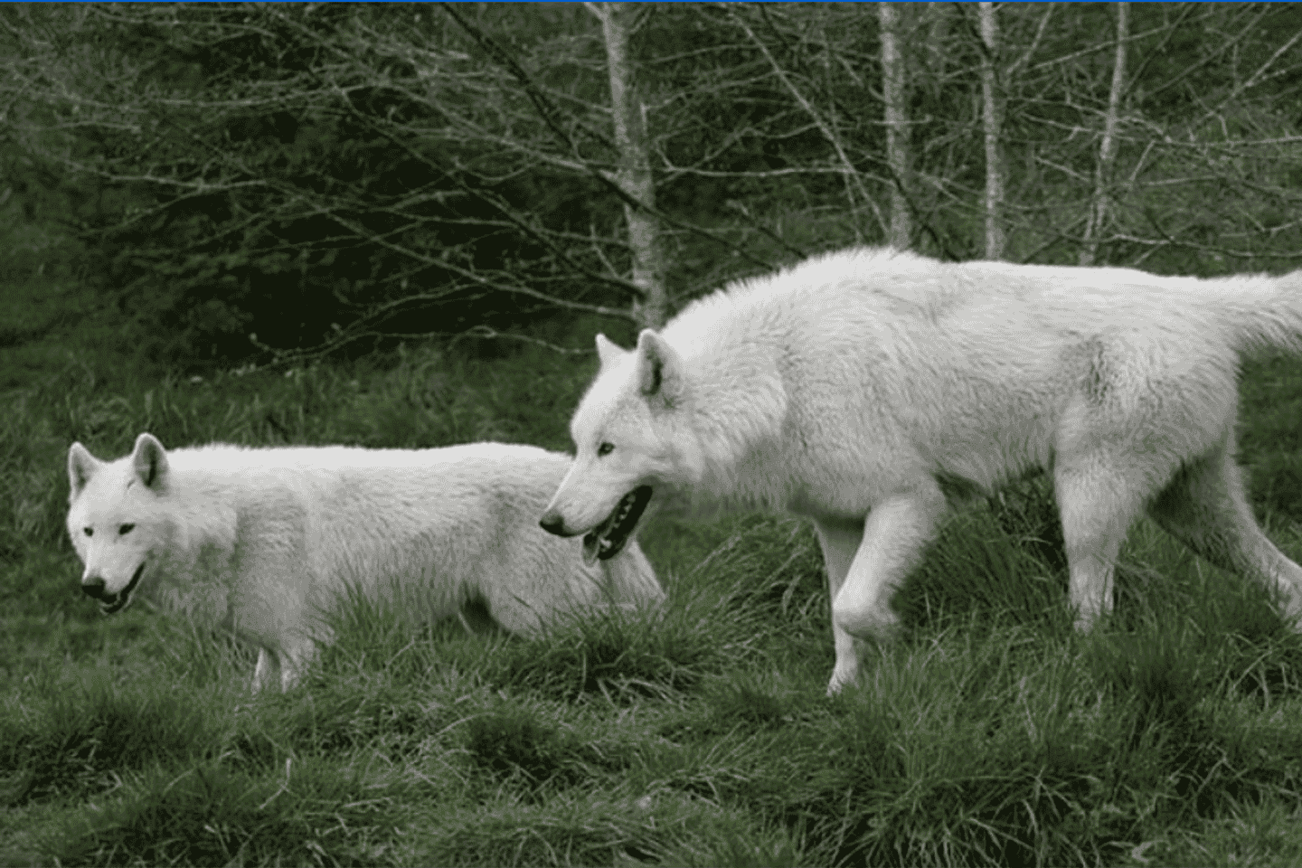 Tidewater: White Wolf Sanctuary Tour and Presentation thumbnail