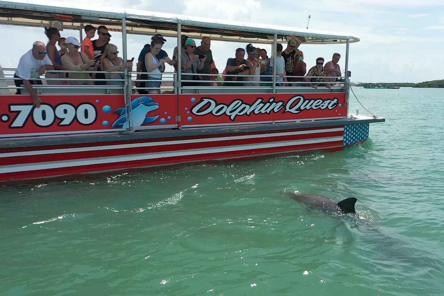 Madeira Beach: Guided Dolphin Watching Eco-Friendly Cruise thumbnail