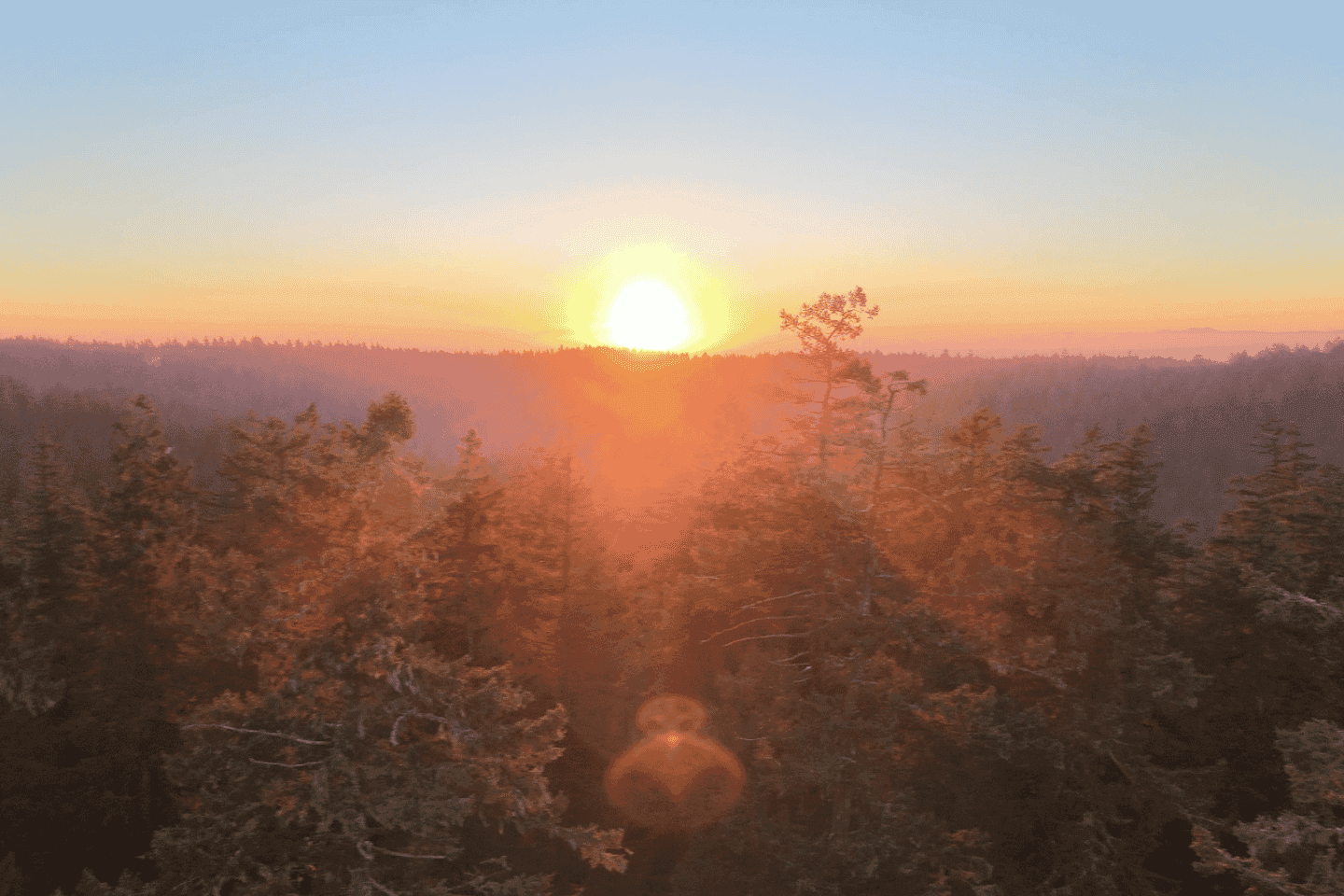 Silver Falls State Park: Tree Climbing Sunset Tour thumbnail