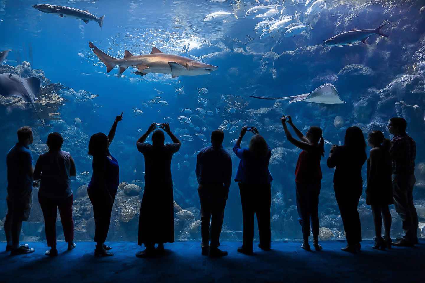 The Florida Aquarium Ticket thumbnail
