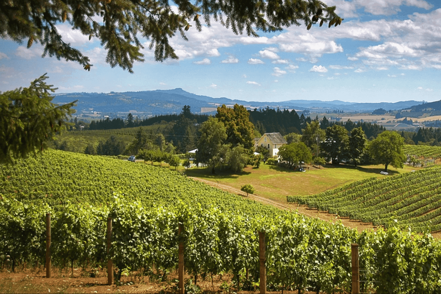 Willamette Valley Wine Tour: A journey for the senses thumbnail